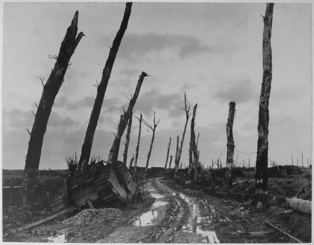 Zerschossene Allee in Flandern