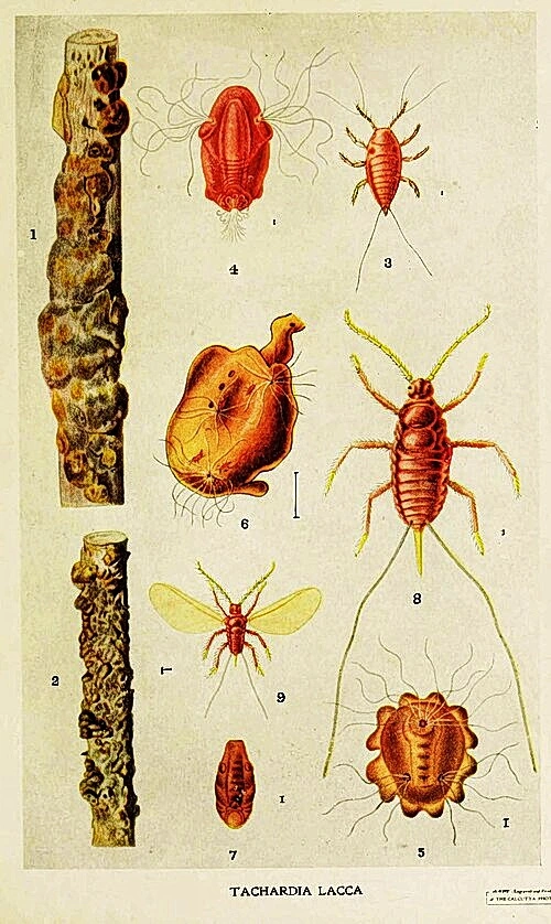Kerria lacca (Lackschildlaus)