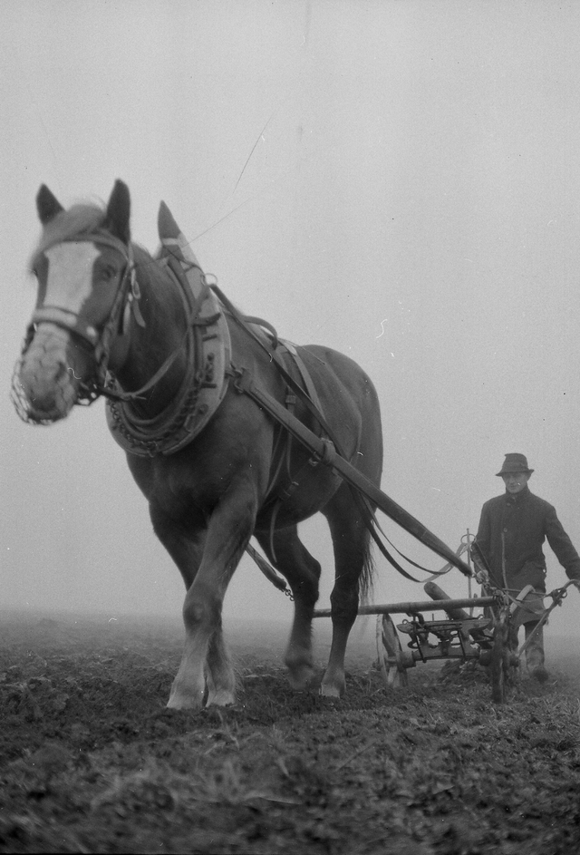 Bauer pflügt mit vorgespanntem Pferd auf nebeligem Feld.