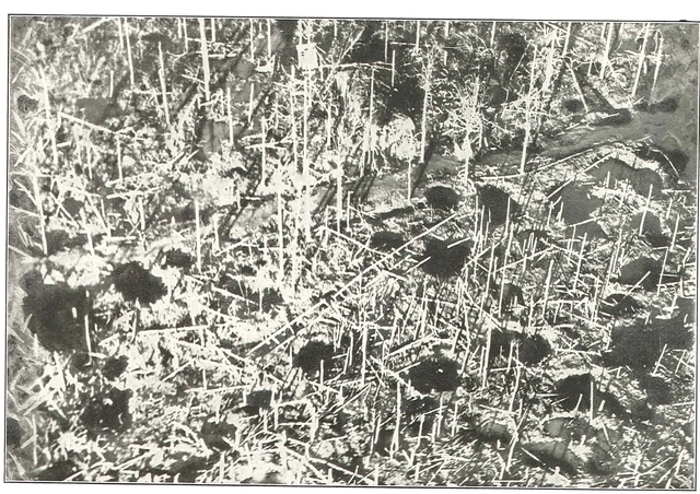 Völlig "zertrommelte" Landschaft bei Ypern