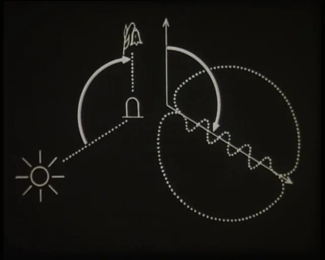 Filmstill aus: Die Tänze der Bienen