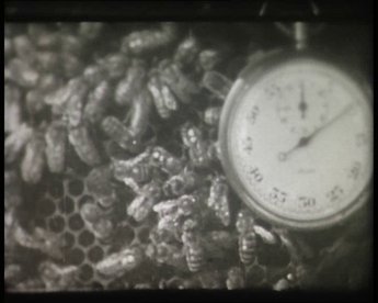 Filmbeispiel Biologie: Bienentänze