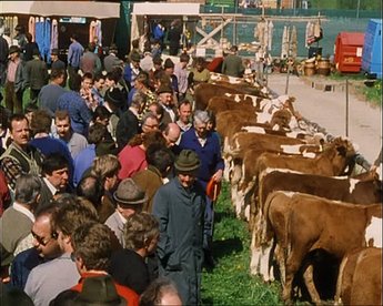 Dokmentation einer Rinderversteigerung in Semriach in der Steiermark als gesellschaftliches, wirtschaftliches und musikalisches Ereignis.
