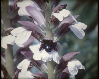 "Die Holzbiene landet auf der Lippe der Blüte, kriecht mit dem Vorderkörper in die Blütenröhre hinein, dann folgt der Bestäubungsvorgang bei teilweise entfernten Blütenblättern. Freilandaufnahmen." 
Lehrfilm aus dem Jahr 1960.