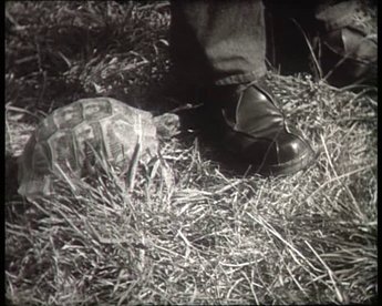 Filmbeispiel Zoologie: Abnormal geprägtes Balzverhalten einer griechischen Landschildkröte