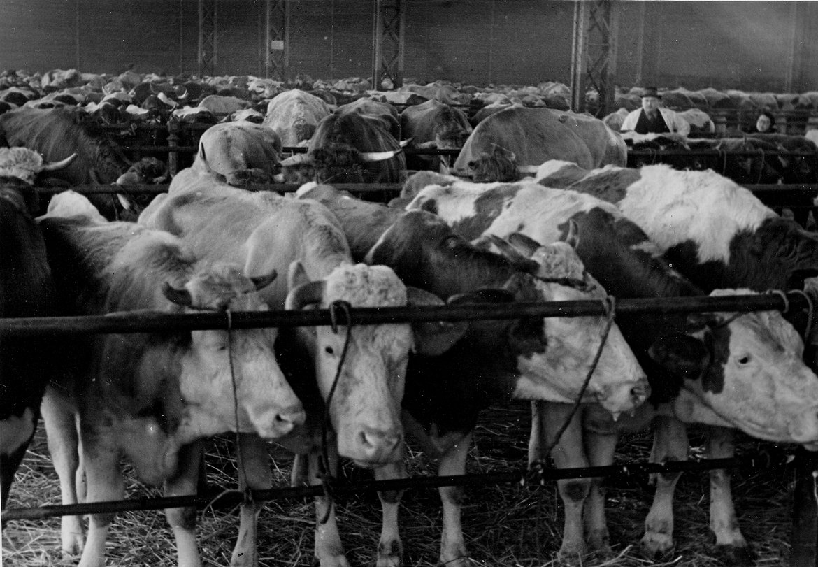 Viele Kühe in der Rinderverkaufshalle in St. Marx